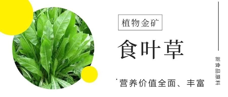 听说过食叶草么？它不仅有降血糖的功效，还有...